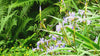 Video of ferns and irises